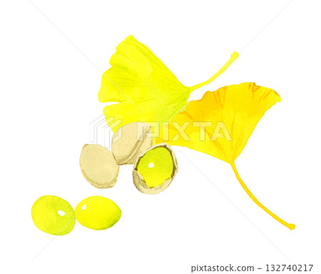 Set of ginkgo nuts and ginkgo leaves. Hand-drawn watercolor illustration of autumn plants. Set of ginkgo nuts and ginkgo leaves. Hand-drawn watercolor illustration of autumn plants. 132740217