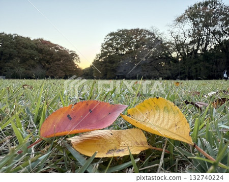 Autumn leaves and blue sky 132740224