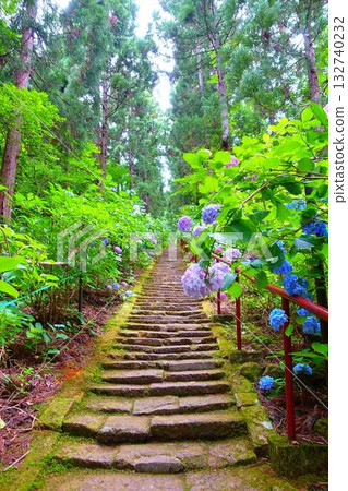 Hydrangeas in full bloom, Ideshio Monjudo, Yamagata City 132740232