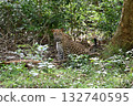Leopard on a jeep safari in Sri Lanka 132740595