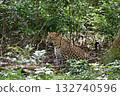Leopard on a jeep safari in Sri Lanka 132740596