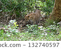 Leopard on a jeep safari in Sri Lanka 132740597