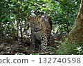 Leopard on a jeep safari in Sri Lanka 132740598