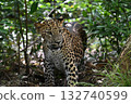 Leopard on a jeep safari in Sri Lanka 132740599