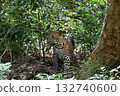 Leopard on a jeep safari in Sri Lanka 132740600