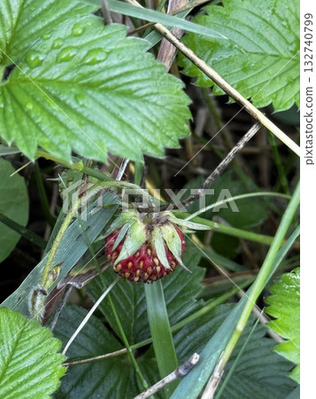 Wild Strawberry Growing Among Green Leaves 132740799
