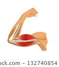 Arm muscle biceps with skeleton. Muscle tension of human hand on white background. Bones and joints in male silhouette. Medical vector illustration of hand for clinic or hospital 132740854
