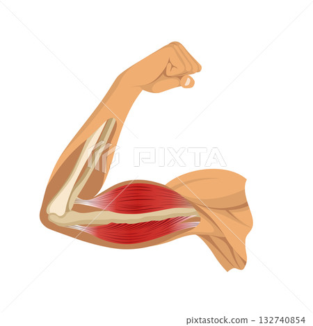 Arm muscle biceps with skeleton. Muscle tension of human hand on white background. Bones and joints in male silhouette. Medical vector illustration of hand for clinic or hospital Arm muscle biceps with skeleton. Muscle tension of human hand on white background. Bones and joints in male silhouette. Medical vector illustration of hand for clinic or hospital 132740854
