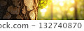 Tree bark texture with sun illuminating forest background 132740870