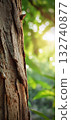 Tree bark texture with sun illuminating forest background 132740877