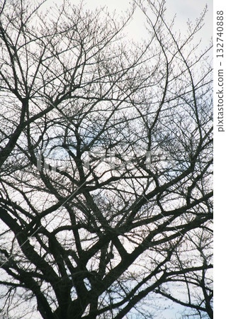 Bare cherry trees waiting for spring 132740888