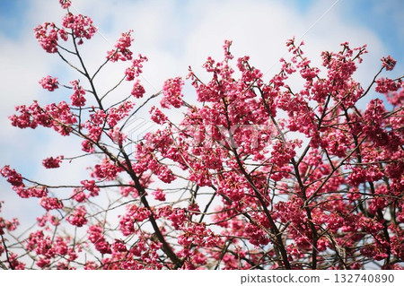 Scarlet cold cherry tree in full bloom 132740890