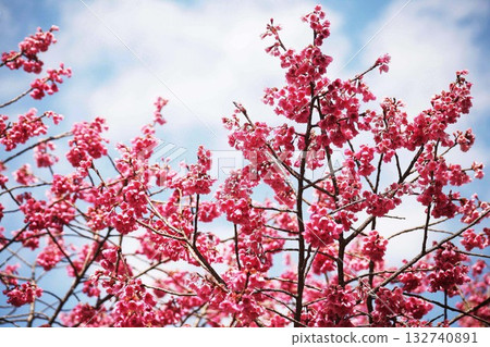 Scarlet cold cherry tree in full bloom 132740891
