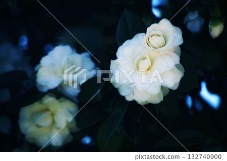 Camellia: White, double-flowered flowers Camellia: White, double-flowered flowers 132740900