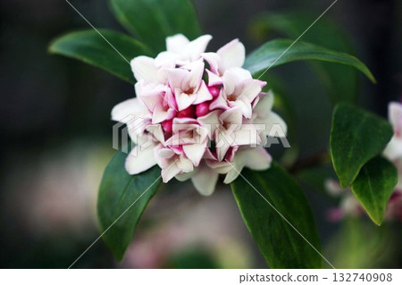 Ginchoge花香 Ginchoge花香 132740908
