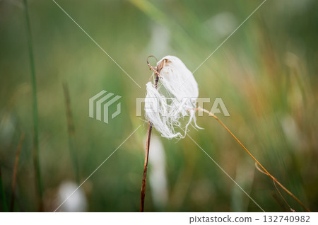 Macro photo of fluffy white cotton grass flower growing in green Nordic meadow 132740982