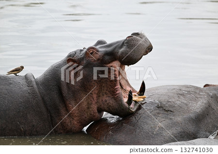 Jeep Safari in Tanzania to see hippos 132741030