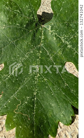 A Captivating CloseUp of a Vibrant Green Leaf Showcasing Its Intricate Natural Patterns 132741042