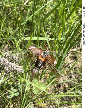 Close-Up of a Flying Beetle in Natural Habitat Close-Up of a Flying Beetle in Natural Habitat 132741049