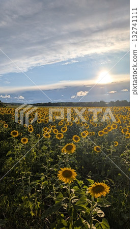 A vibrant sunflower field illuminated at sunset, showcasing the splendor of nature 132741111