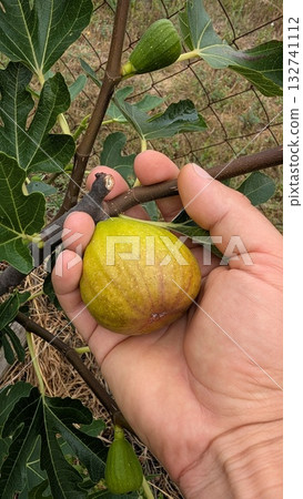 A Hand Holding a Fresh Fig That is Growing on a Tree Surrounded By Lush Green Leaves A Hand Holding a Fresh Fig That is Growing on a Tree Surrounded By Lush Green Leaves 132741112