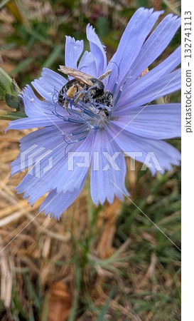 A closeup of a bee on a vibrant purple flower, highlighting its intricate details 132741113