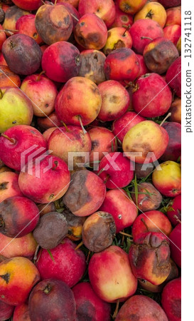 Harvested Apples Showcasing a Wide Variety of Ripeness Levels and an Attractive Colorful Palette Harvested Apples Showcasing a Wide Variety of Ripeness Levels and an Attractive Colorful Palette 132741118