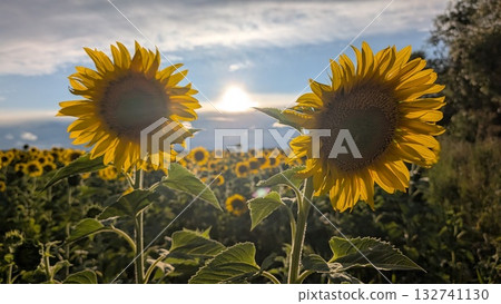 A breathtakingly stunning Sunflower Field illuminated by the warm glow of a sunset A breathtakingly stunning Sunflower Field illuminated by the warm glow of a sunset 132741130