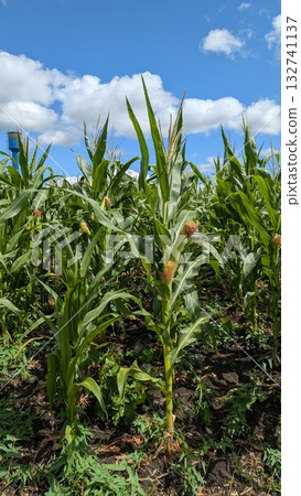A Vibrant Cornfield Thriving Under a Beautiful Blue Sky Decorated with Fluffy Clouds 132741137