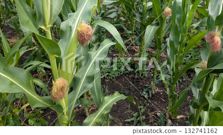 Cultivating and Growing Corn Plants Effectively in the Agriculture Field to Achieve Optimal Yields 132741162