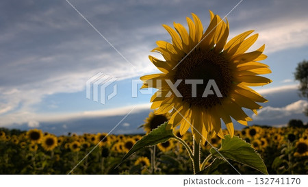 A Stunning and Vibrant Sunflower Field, Bathed in Warm Light Beneath a Dramatic and Beautiful Sky A Stunning and Vibrant Sunflower Field, Bathed in Warm Light Beneath a Dramatic and Beautiful Sky 132741170