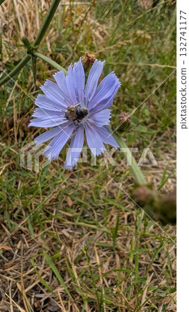 The Beautiful and Vibrant Blooming Chicory Flower in Its Stunning Natural Habitat The Beautiful and Vibrant Blooming Chicory Flower in Its Stunning Natural Habitat 132741177