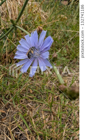 A Charming Blue Flower Together with a Bee in Its Natural Habitat, Showcasing Beauty 132741186