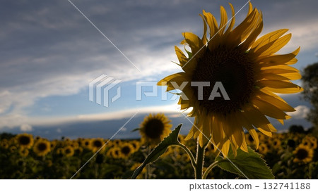 Experience the breathtaking beauty of a sunflower field at dusk, illuminated by a dramatic sky 132741188