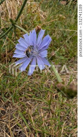 A Stunning and Beautiful Blue Flower with a Bee in Its Natural Habitat Environment A Stunning and Beautiful Blue Flower with a Bee in Its Natural Habitat Environment 132741189