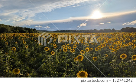 The breathtakingly stunning sunflower field beautifully illuminated by the sunset glow The breathtakingly stunning sunflower field beautifully illuminated by the sunset glow 132741242
