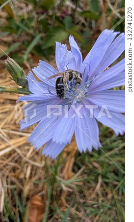 A bee on a blue flower in closeup, showcasing delicate details and vibrant colors A bee on a blue flower in closeup, showcasing delicate details and vibrant colors 132741270