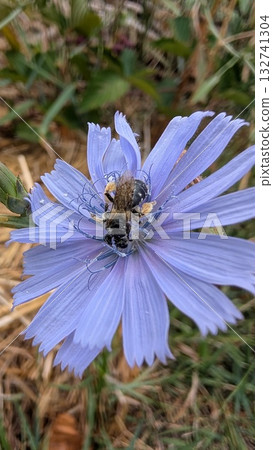 A bee on a purple flower thrives in its habitat, coexisting harmoniously with nature A bee on a purple flower thrives in its habitat, coexisting harmoniously with nature 132741304