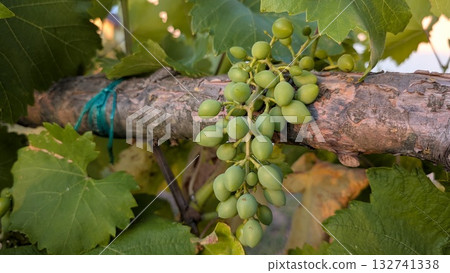 In early development, vineyard grapes grow on a trellis, showing their health, vital for farming 132741338