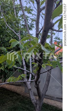 Lush, vibrant green leaves adorning a tree in a beautifully serene backyard setting 132741357