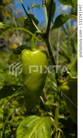 Fresh Green Chile Pepper Producing on the Plant While Growing and Thriving in Nature Fresh Green Chile Pepper Producing on the Plant While Growing and Thriving in Nature 132741447