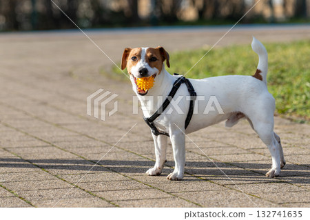 Small young brown white Jack Russel terrier stands alert vibrant green grass people blurred in background. Energetic companion exudes playful spirit and curiosity, scanning surroundings warm sunlight Small young brown white Jack Russel terrier stands alert vibrant green grass people blurred in background. Energetic companion exudes playful spirit and curiosity, scanning surroundings warm sunlight 132741635