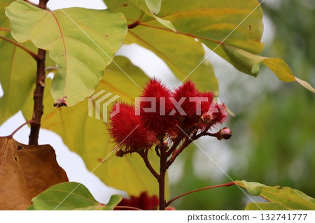 Close-up of the red annatto tree branches Close-up of the red annatto tree branches 132741777