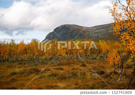Autumn birch forest with mountain view in Kilpisjarvi Lapland Finland Autumn birch forest with mountain view in Kilpisjarvi Lapland Finland 132741809