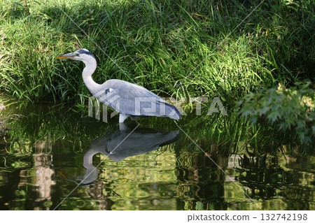 風口處，一隻蒼鷺站在池塘中央。 132742198