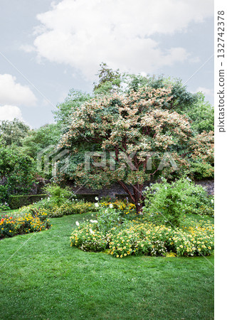 Flowering vegetation and lawn in the garden during the summer Flowering vegetation and lawn in the garden during the summer 132742378