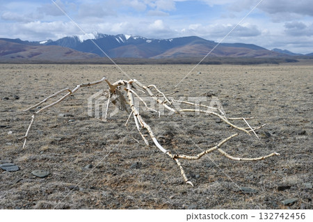 A dried-up branch in a lifeless steppe A dried-up branch in a lifeless steppe 132742456