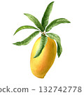 Isolated mango fruit design template. Watercolor botanical illustration. 132742778