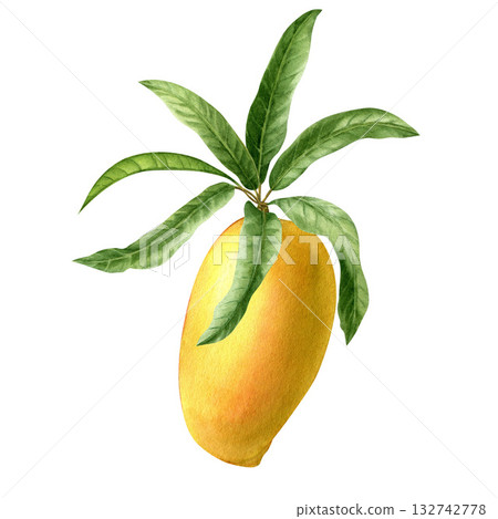 Isolated mango fruit design template. Watercolor botanical illustration. Isolated mango fruit design template. Watercolor botanical illustration. 132742778