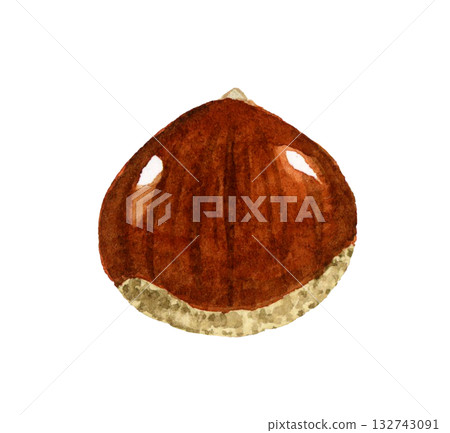 栗子（單件）秋季植物手繪水彩插畫素材 132743091